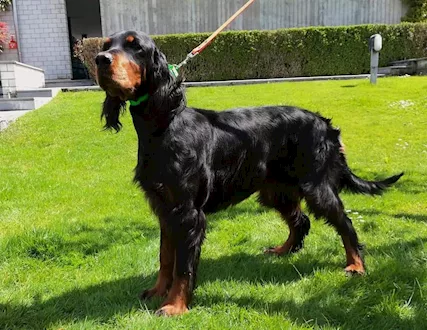 Cuccioli di setter gordon