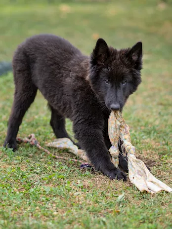 Cucciolo Pastore Belga Groenendael