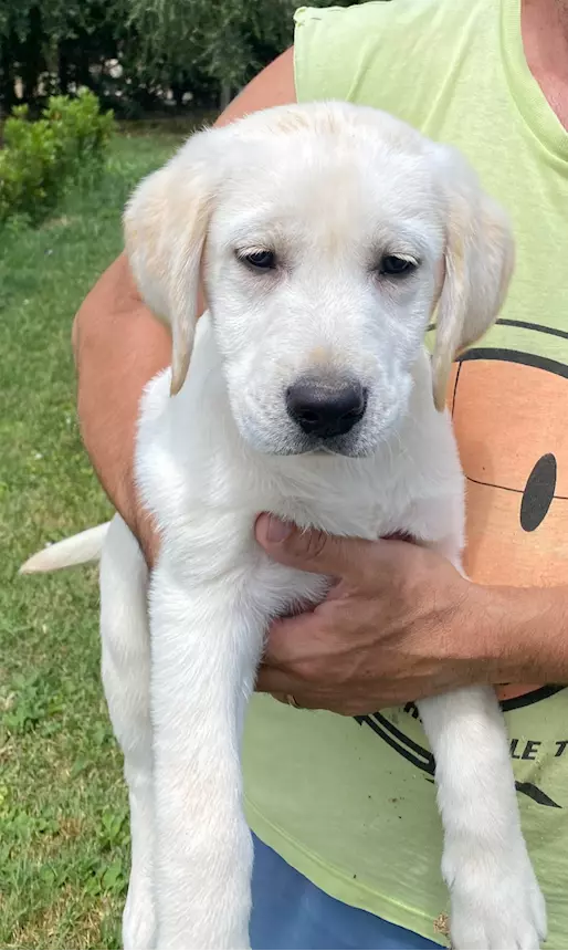 Foto 5 Labrador Retriever, colore miele