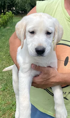 Labrador Retriever, colore miele - Foto 5