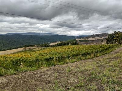 Uva Aglianico del Vulture DOCG