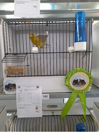 Canari anellati foi 2924 in vendita