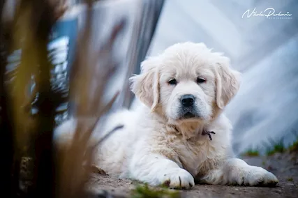Cuccioli e cani giovani Golden Retriever in vendita