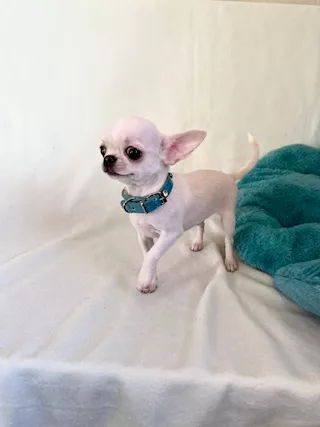 Regalo Chihuahua Cucciola mini toy