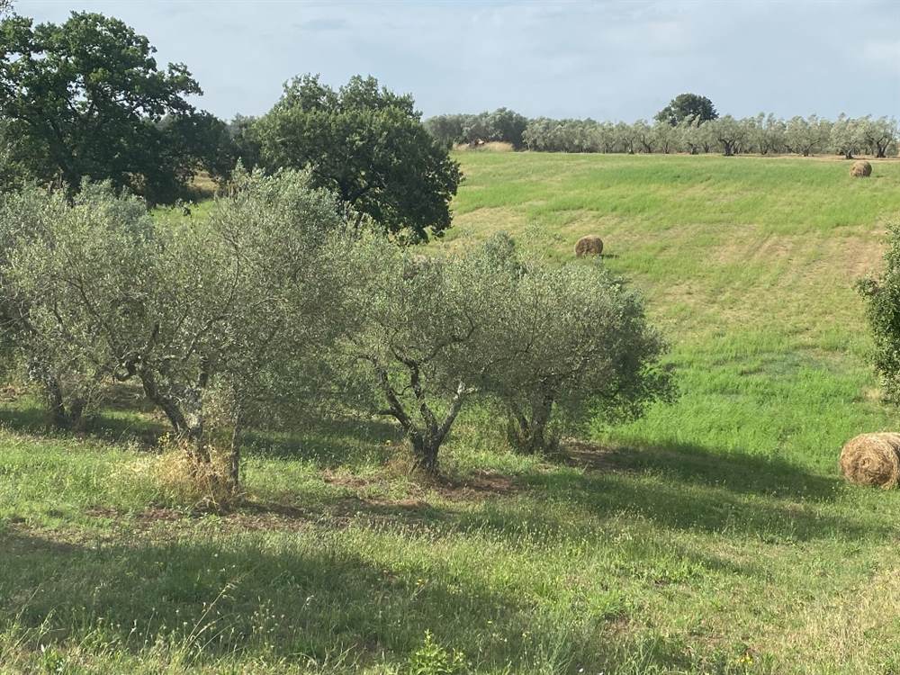 Vendita terreno agricolo
