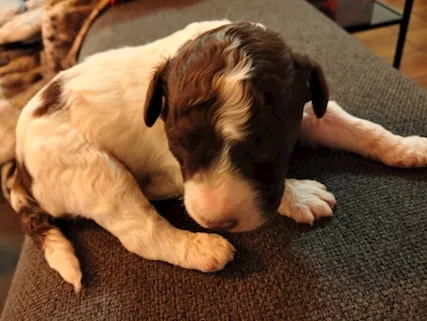 Cuccioli di Lagotto romagnolo, genitori visibili - Foto 4