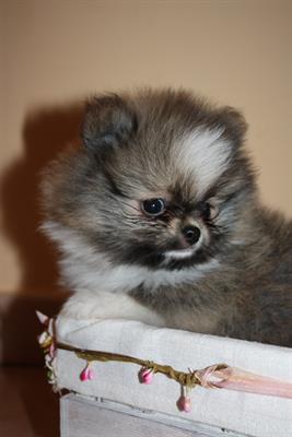 Spitz Tedesco Nano/Pomerania