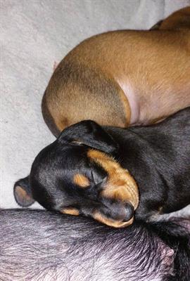 Cuccioli Bassotto Nano Pelo