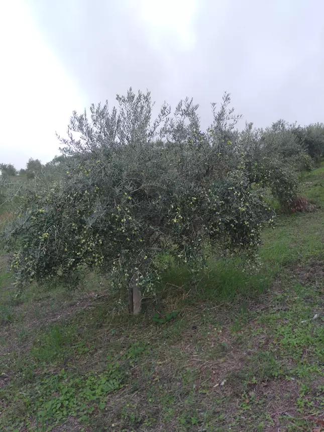 Foto 5 Olio extravergine di oliva