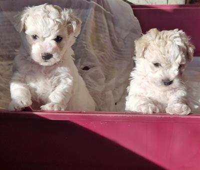 Bichon frisè