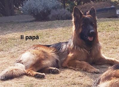Pastore Tedesco Pelo Lungo - Foto 6