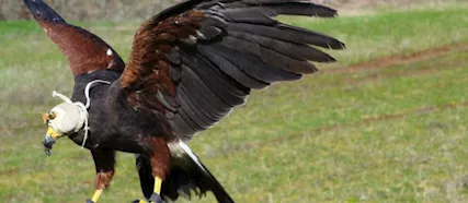 Falconeria dimostrazioni da dicembre 2024 ad aprile 2025