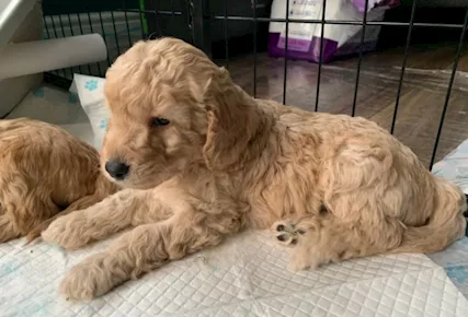 F1 Labradoodle nano
