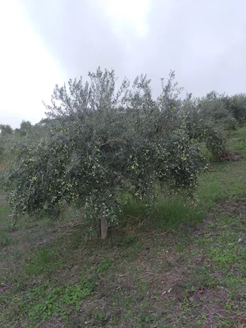 Olio extravergine di oliva - Foto 5