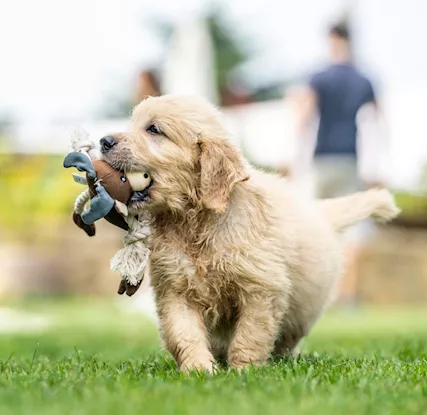 Cuccioli Golden Retriever Disponibili - Foto 4
