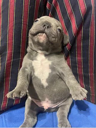 Bulldog francese maschio