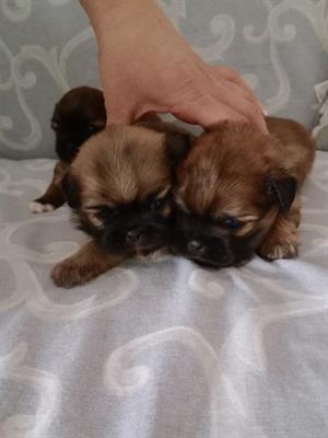 Cuccioli di pechinese tibetano