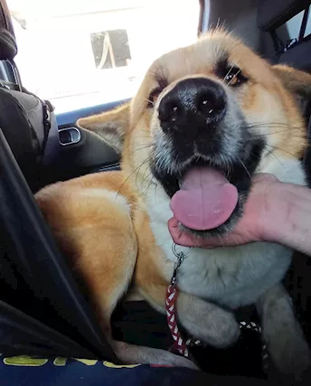 Nome: YOSHI Sesso: MASCHIO Eta: 1 - Foto 4