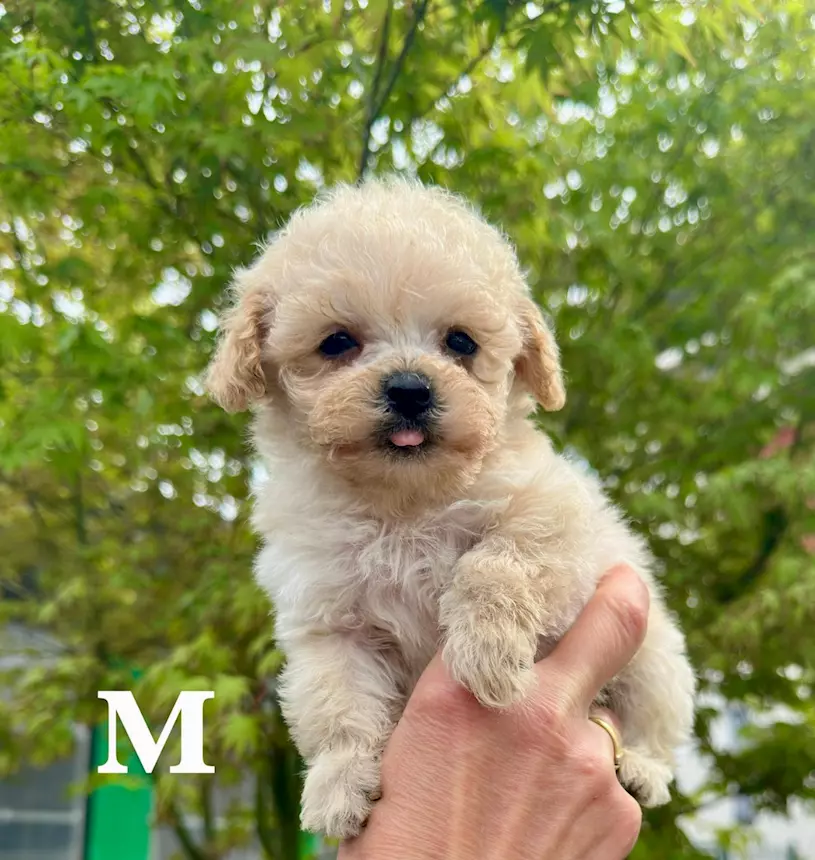 maltipoo-in-vendita-cuccioli-di-maltipoo-sverminazioni-milano
