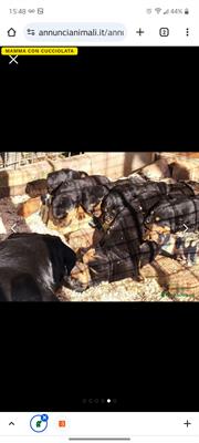 Cucciolata meravigliosa di 8 rottweiler con pedigree ENCI