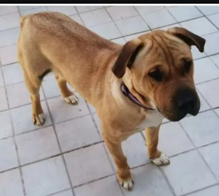Simil Sharpei femmina aspetta da tanto... Sicilia - Foto 3