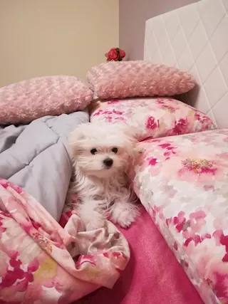 Cuccioli Razza Maltese - Foto 2