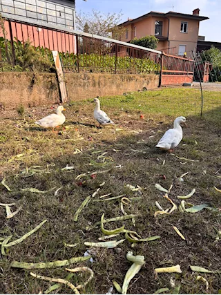 Anatre ovaiole, taglia piccola - Foto 3