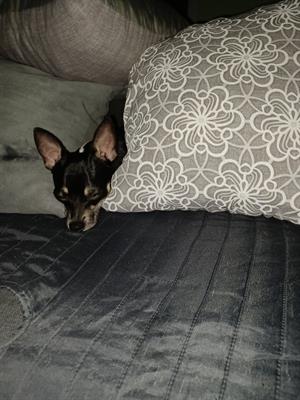 Cerco femmina Razza chihuahua, a pelo corto - Foto 5
