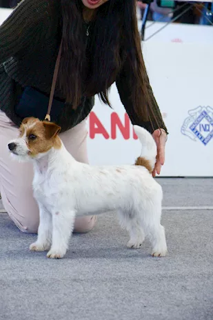 Jack Russell femmina