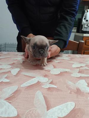 Bulldog francese