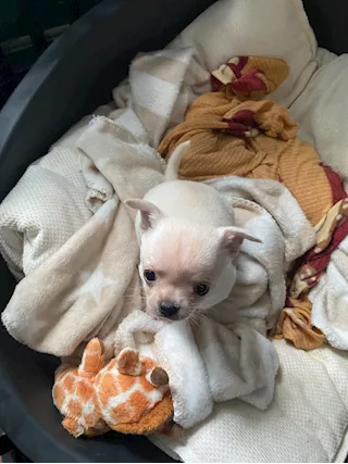 Cuccioli di chihuahua puri, prezzo trattabile - Foto 2