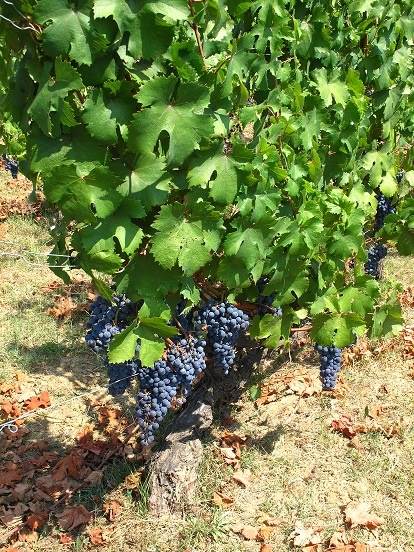 UVA da VINO - Foto 3