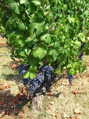 UVA da VINO - Foto 3