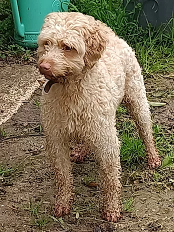 Lagotto Romagnolo colore miele maschio