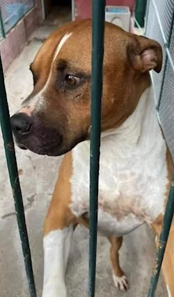 Amstaff splendido viveva coi bimbi... poi il canile