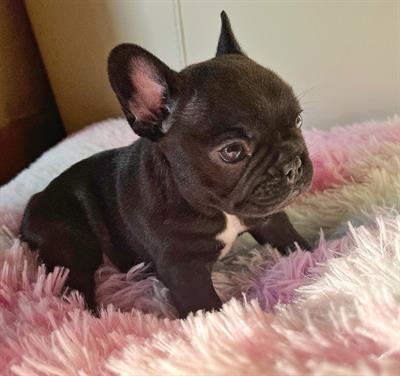 Bulldog francesi bringé con pedigree ENCI