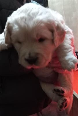 Cuccioli di Golden Retriever con Pedigree - Foto 3