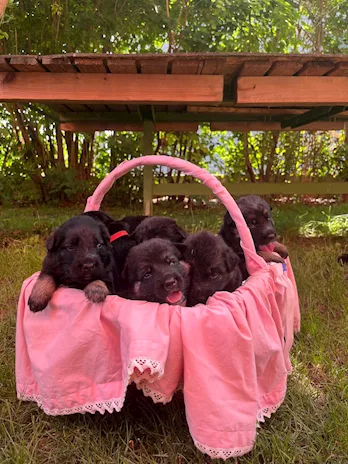 Cuccioli pastore tedesco