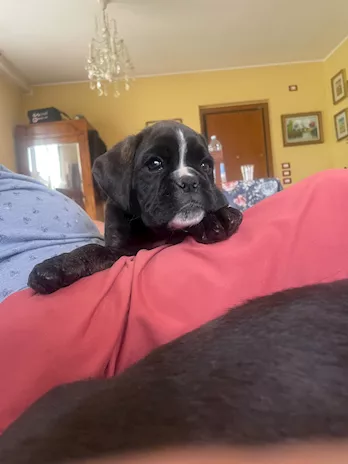Cuccioli Boxer