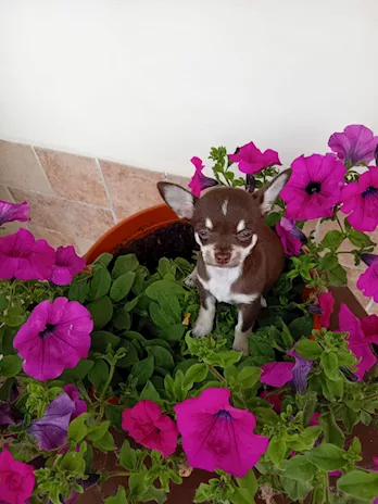 Chihuahua toy femminuccia cioccolato