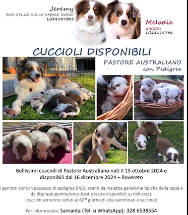 Cuccioli di pastore australiano (pedigree)