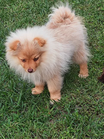 Ultimi cuccioli spitz tedesco piccolo (kleinspitz), colore neri - Foto 5