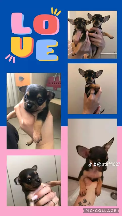 Cuccioli di Razza chihuahua, genitori visibili