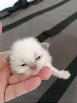 Cedesi cuccioli di Sacro di Birmania