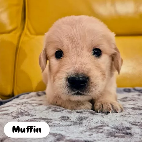 Cuccioli di Golden Retriever con pedigree ENCI