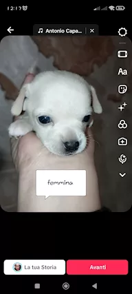  chihuahua