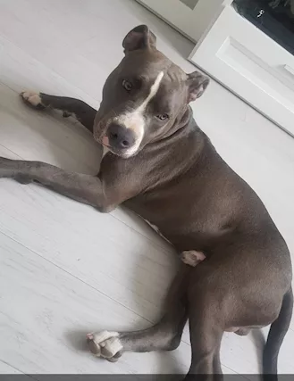 Cercasi femmina amstaff per accoppiamento