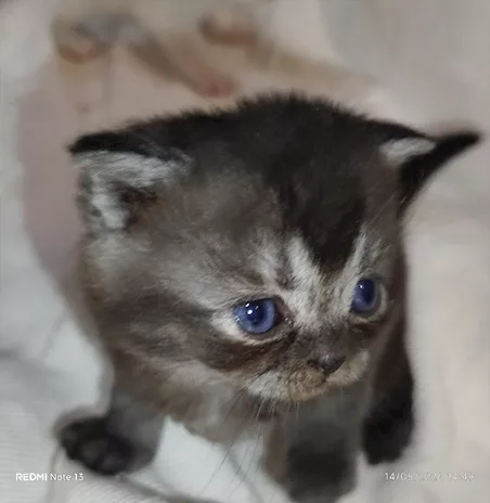 Cuccioli di Scottish Fold originali