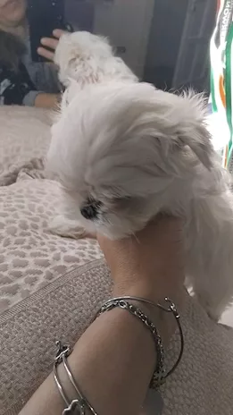 Cuccioli Maltese linea coreana