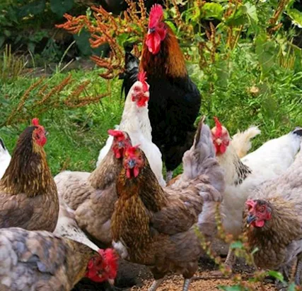 Dispongo di uova bio di galline allevate